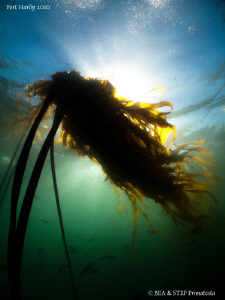 Kelp. by Bea & Stef Primatesta 